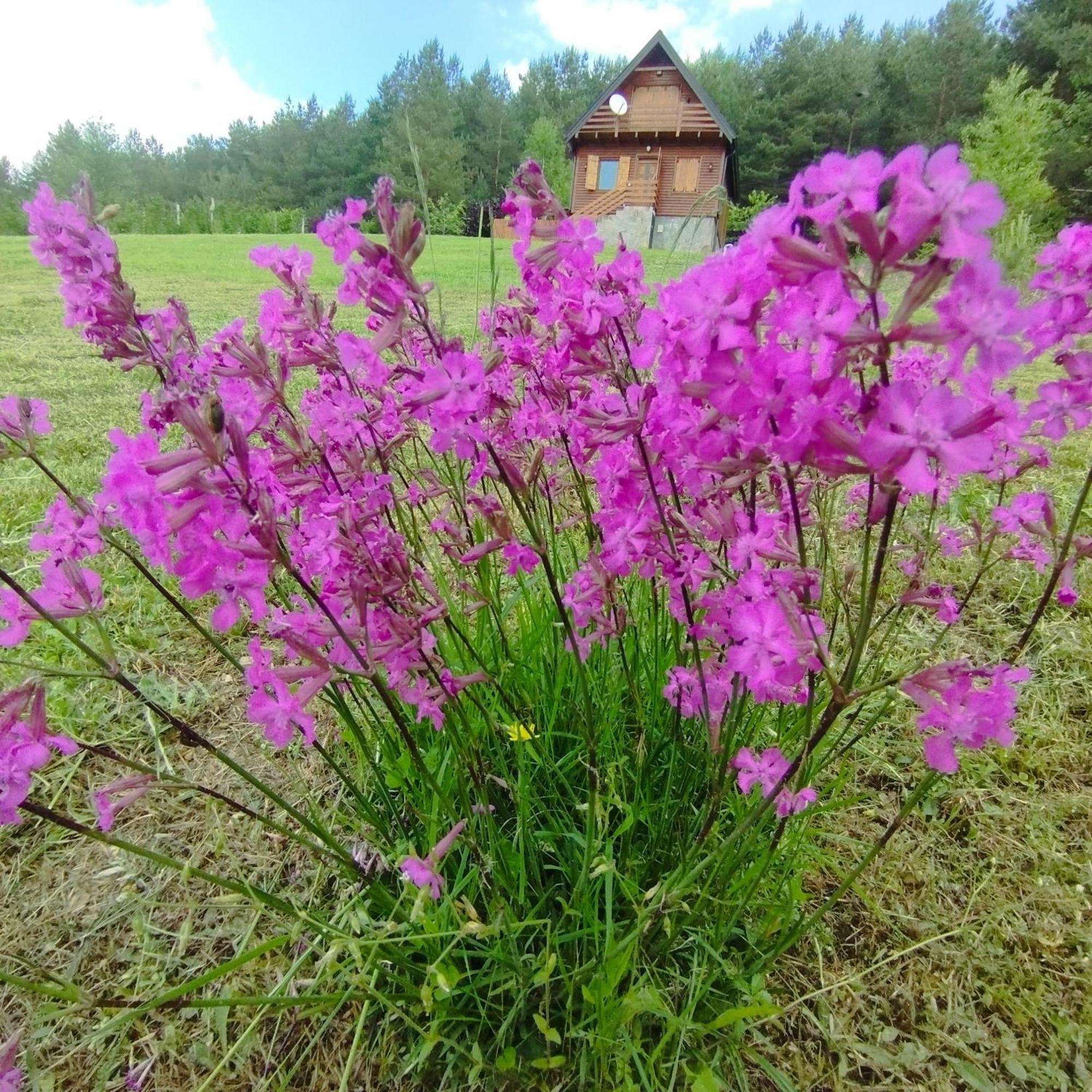 Brvnare Kusici *