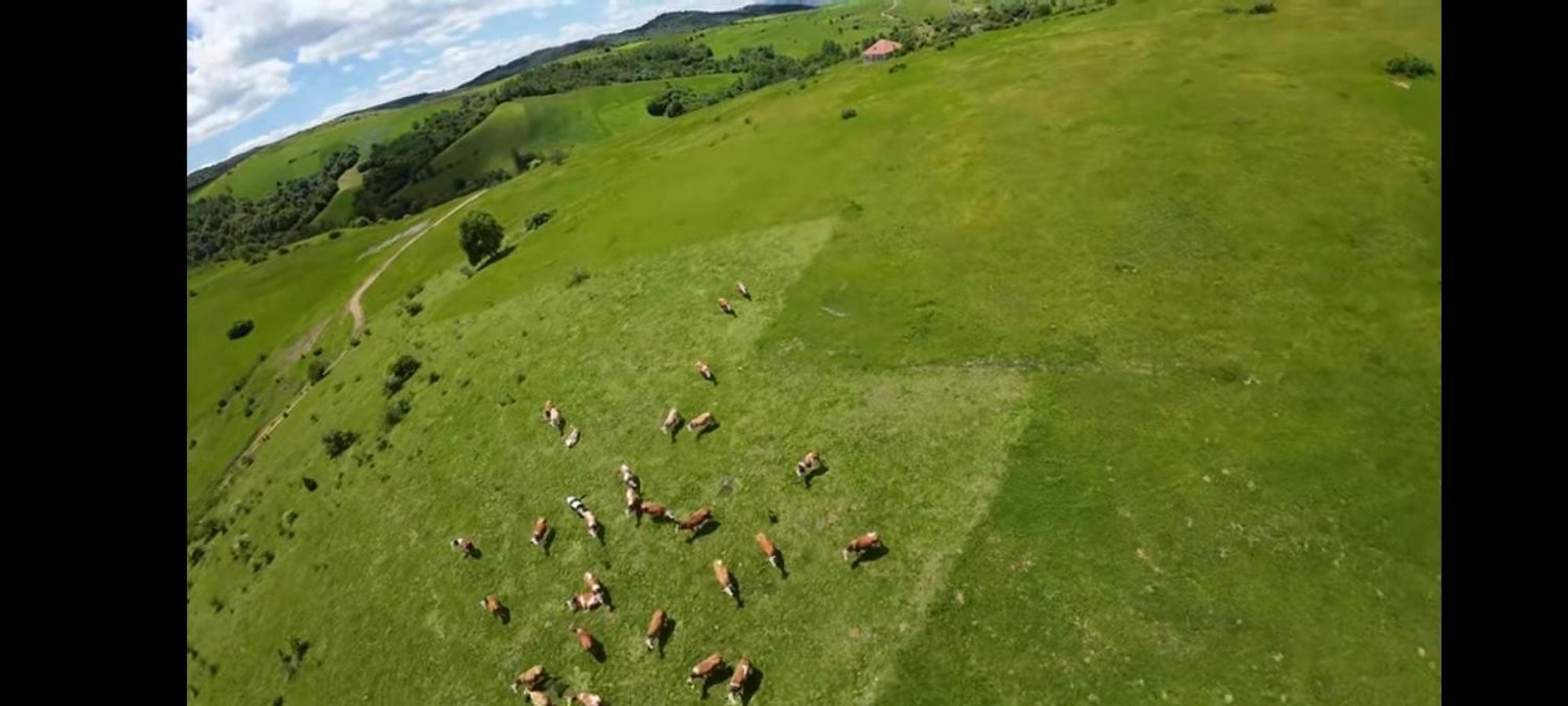 Brvnare Kusici
